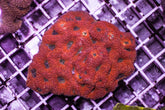 Acanthastrea echinata (Premium)